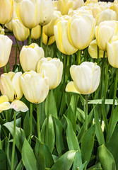 white tulips, Holland