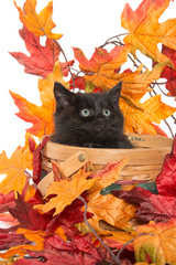 Fototapeta na wymiar black kitten and fall leaves