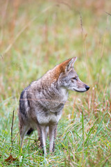 Obraz premium Coyote in a meadow