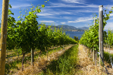 Fototapeta premium Wine Grape Vineyard on Sunny Summer Day