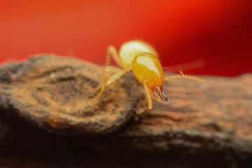 Termite on brushwood
