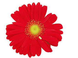 Red gerbera with clipping path
