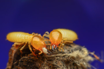 Termite on brushwood