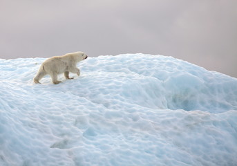 Obraz na płótnie Canvas Polar bear in natural environment 
