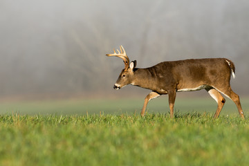 Large white-tailed deer buck in foggy meadow
