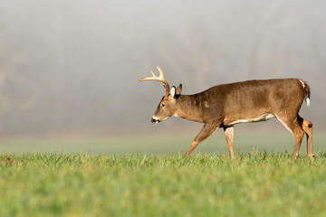 Large white-tailed deer buck in foggy meadow