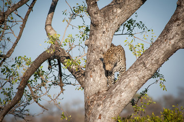 Leopard climbing down a tree
