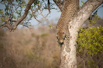 Fotobehang Leopard climbing down a tree © Tony Campbell