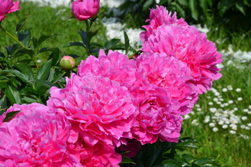 Blooming big peony flowers 