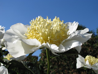 Blooming white flower 