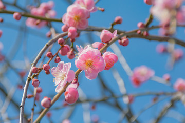 梅