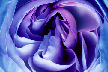 Obraz premium pink rose in the detail