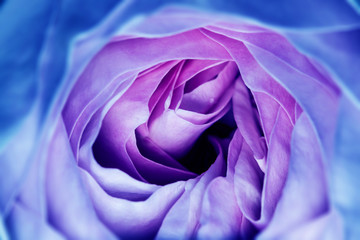 Fototapeta na wymiar pink rose in the detail