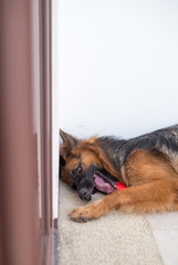 Portrait of german shepperd dog lie down playing bite red toy