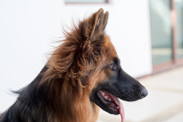 Portrait of german shepperd dog