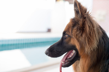 Portrait of german shepperd dog on background swimiming pool