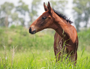  Curious bay foal on a natural  background 