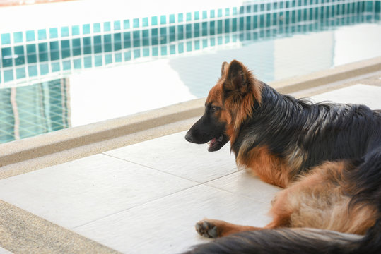 Portrait of german shepperd dog lie down on background swimiming