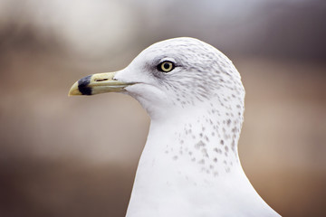 Seagull's face