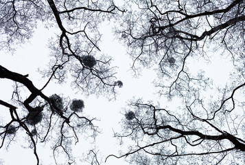 Obraz premium Bare trees covered with hoarfrost