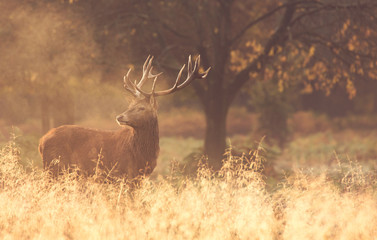 Fototapeta premium Red Deer Stag in the mist