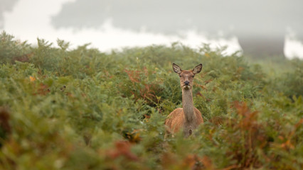 Red Deer hind standing in the bracken looking at the camera