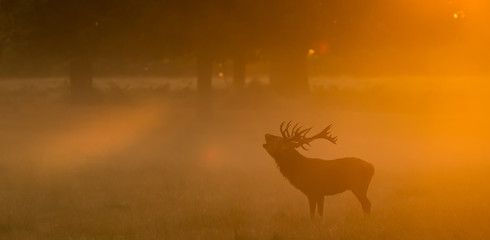 Red Deer Stag calling
Large red deer stag standing calling in the autumn mist one autumn morning