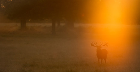 Naklejka na ściany i meble Red Deer Stag calling Large red deer stag standing calling in the autumn mist at dawn