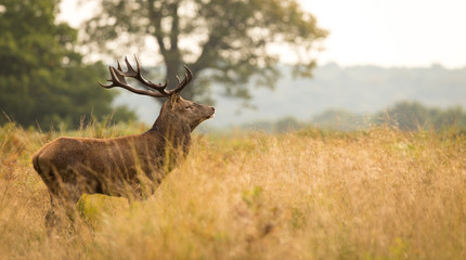 Red Deer Stag
Large red deer stag standing in the autumn grassland