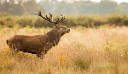 Red Deer Stag
Large red deer stag standing in the autumn grassland