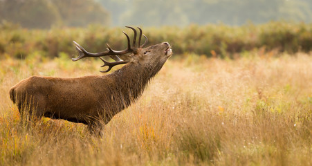 Red Deer Stag calling
Large red deer stag standing calling in the autumn bracken one autumn morning