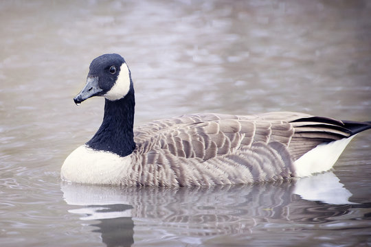 Canada goose in the water