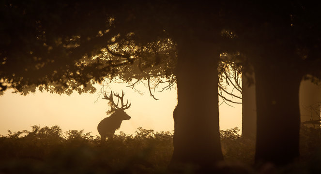 Fototapeta Red Deer Stag silhouette in the trees
