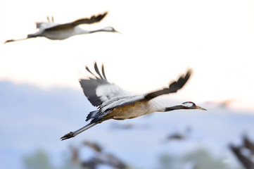 Common Crane (Grus grus), Ahula lake, Israel