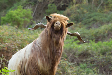 Long haired goat in La Gomera
