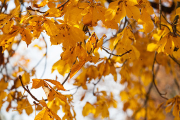 Golden autumn leaves.