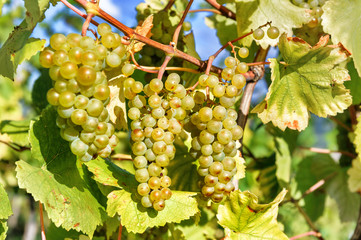 Bunch of fresh organic grape on vine branch