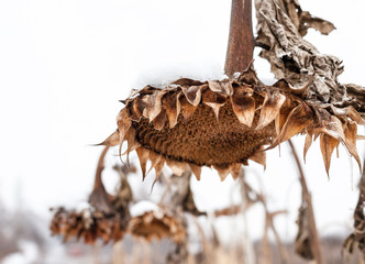 Withered sunflowers in winter
