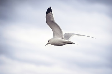 Obraz premium Seagull in flight