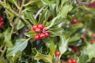 Festive Holly