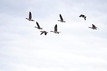 Migrating geese