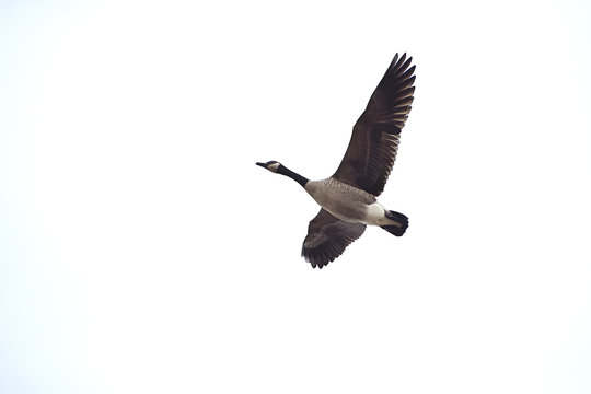 Looking up at a goose in flight