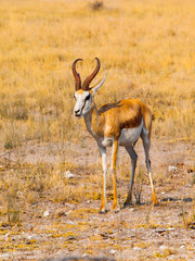Fototapeta premium Young impala in Etosha Nationa Park