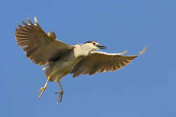 Black-crowned night heron (Nycticorax nycticorax)