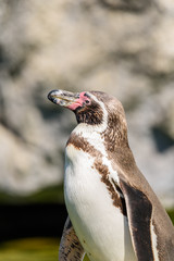 Naklejka premium Magellanic Penguin (Spheniscus Magellanicus) Portrait In South America