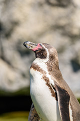 Naklejka premium Magellanic Penguin (Spheniscus Magellanicus) Portrait In South America