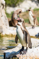 Obraz premium Magellanic Penguin (Spheniscus Magellanicus) Portrait In South America