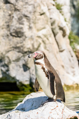 Fototapeta premium Magellanic Penguin (Spheniscus Magellanicus) Portrait In South America