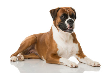 Fototapeta premium Boxer