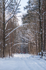Droga przez zasypany śniegiem las - obrazy, fototapety, plakaty